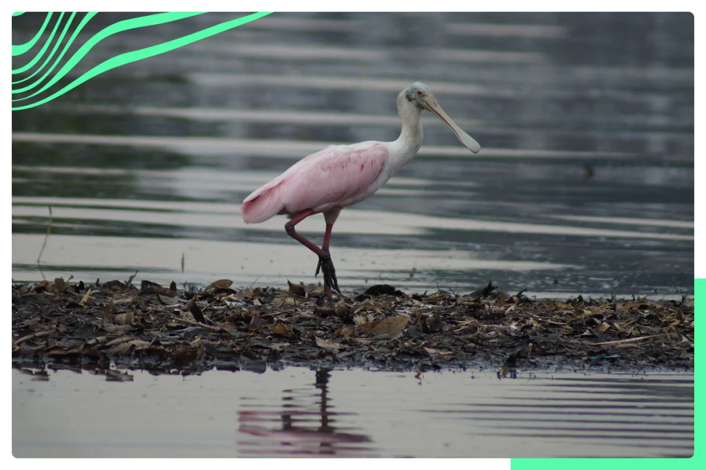Colhereiro: novo morador do mangue da Lagoa Rodrigo de Freitas.