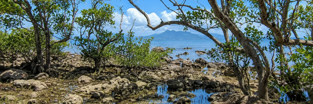 Desde 2018, o ecossistema é protegido por uma unidade de conservação de uso sustentável: a APA do Mangue de Pedra.